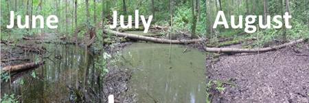 Picture of the pond from June, when it's full of water to August when it's completely empty.