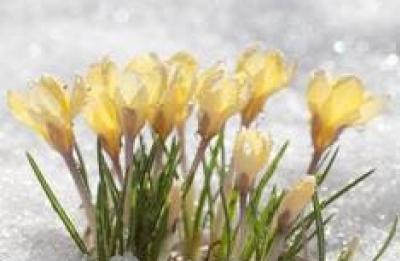flowers growing in the snow